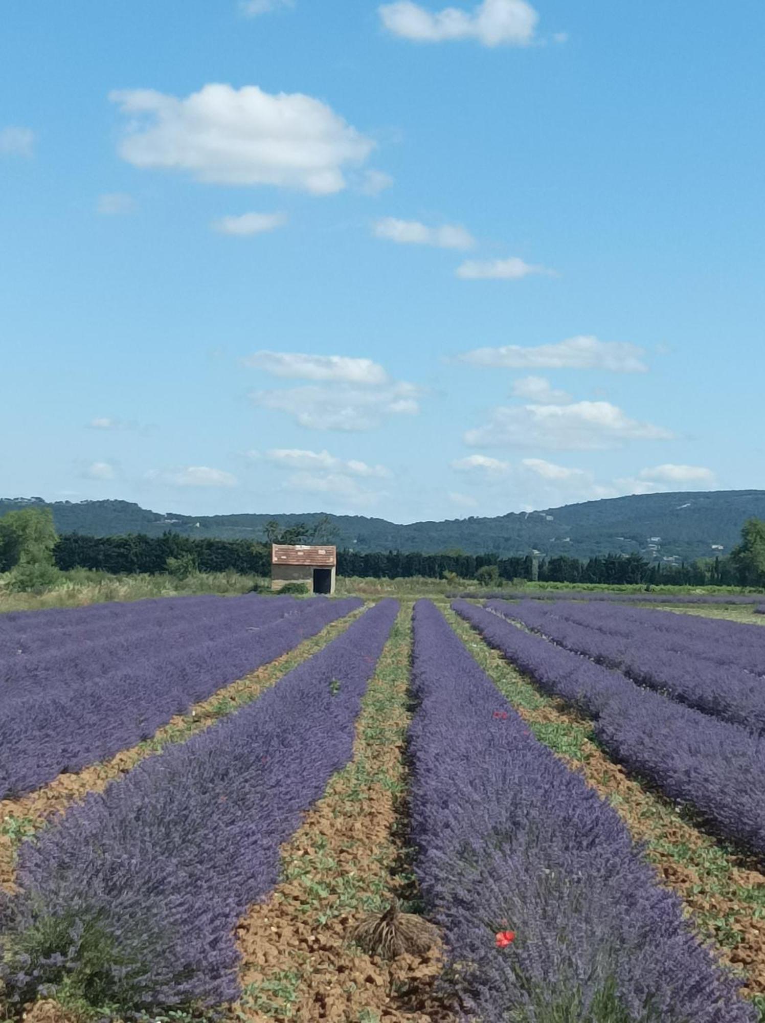 Chambre D'Hotes Les Garrigues Piolenc Buitenkant foto